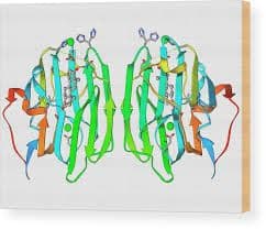 Sex hormone binding globulin